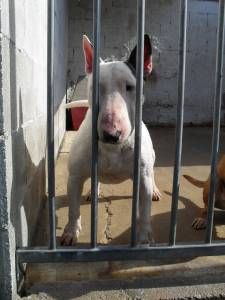 Bull Terrier