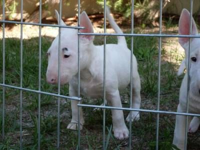 Filhote de bull terrier